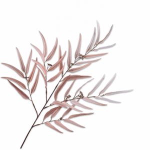 Palm tak champ 123cm